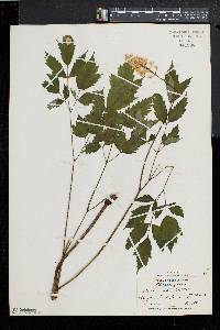 Actaea alba image