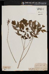 Actaea alba image