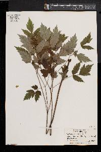 Actaea alba image