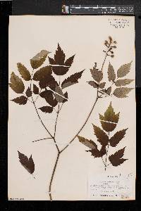 Actaea alba image