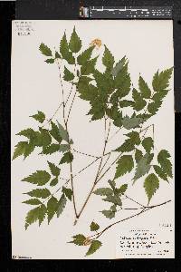 Actaea alba image