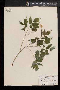 Actaea alba image