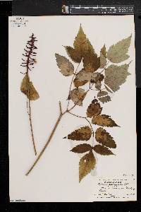 Actaea alba image