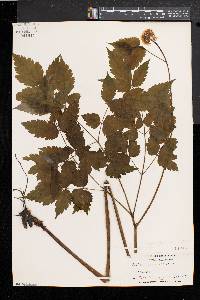 Actaea alba image