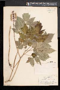 Actaea alba image