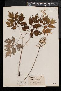 Actaea alba image