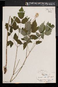 Actaea alba image