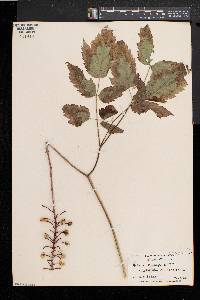 Actaea alba image