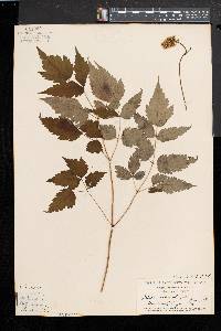 Actaea alba image