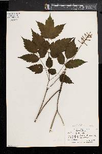 Actaea alba image