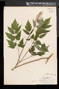 Actaea alba image