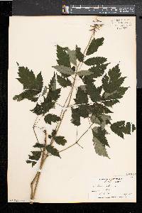 Actaea alba image