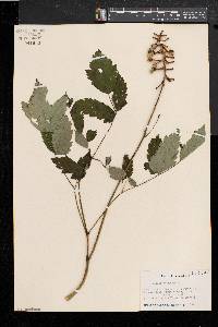 Actaea alba image