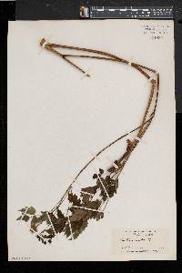 Actaea alba image