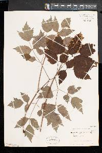 Actaea alba image