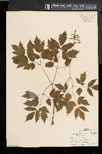 Actaea alba image