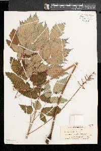 Actaea alba image