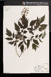 Actaea alba image