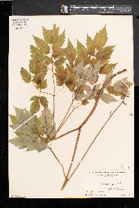 Actaea alba image