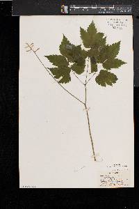 Actaea alba image