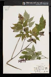 Actaea alba image