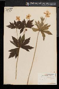 Anemone canadensis image