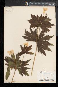 Anemone canadensis image