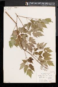 Actaea rubra image