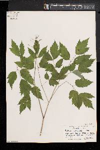 Actaea rubra image