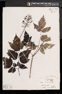 Actaea rubra image