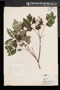 Actaea rubra image