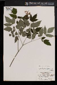 Actaea alba image