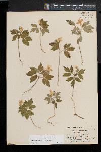 Anemone quinquefolia image