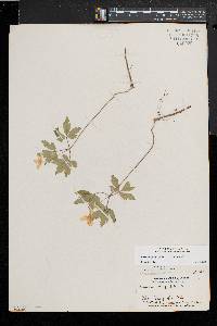 Anemone quinquefolia image