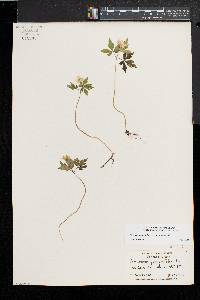 Anemone quinquefolia image