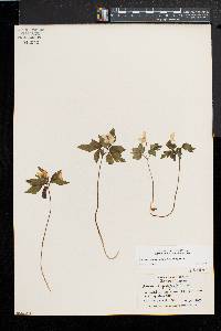 Anemone quinquefolia image