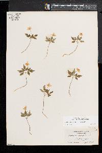 Anemone quinquefolia image