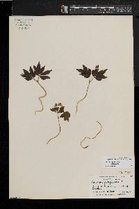 Anemone quinquefolia image