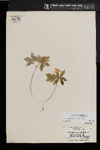 Anemone quinquefolia image
