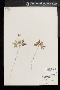 Anemone quinquefolia image