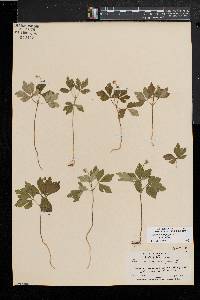 Anemone quinquefolia image