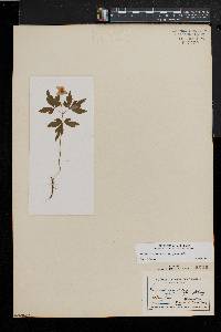 Anemone quinquefolia image