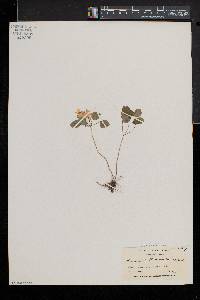 Thalictrum thalictroides image