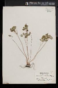 Thalictrum thalictroides image