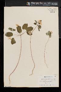 Thalictrum thalictroides image