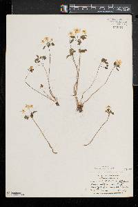 Thalictrum thalictroides image