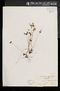 Thalictrum thalictroides image