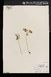 Thalictrum thalictroides image