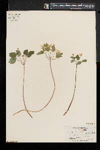 Thalictrum thalictroides image