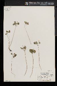 Thalictrum thalictroides image